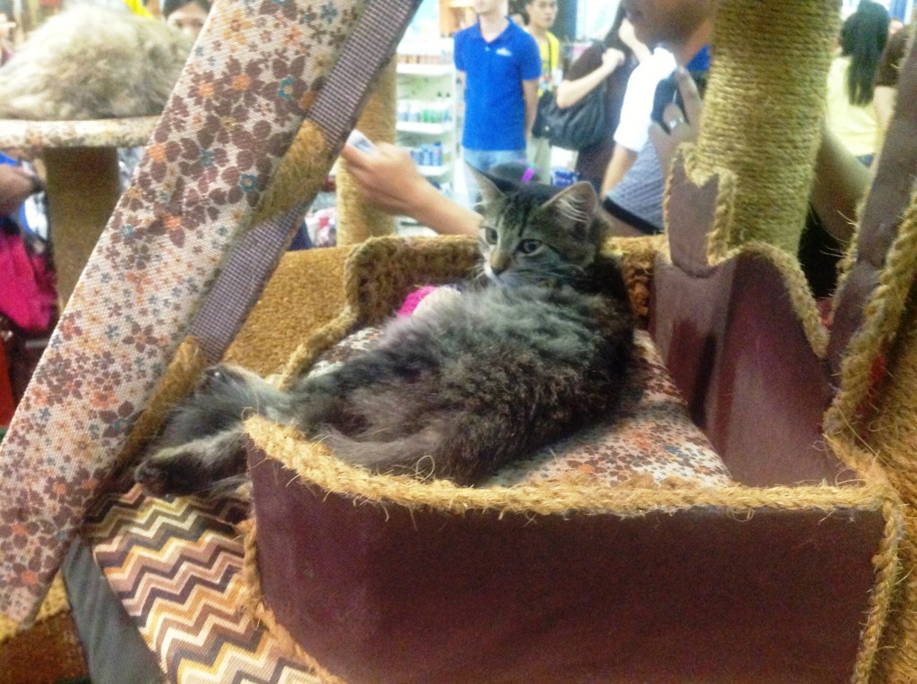 Cat Adoption Event by CARA Welfare Philippines and Pet Express - Animal Health and Welfare Groups