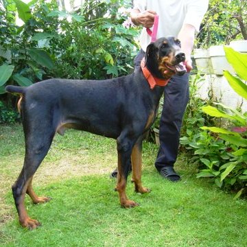 Zeus - Cara Welfare Philippines - dog for adoption 