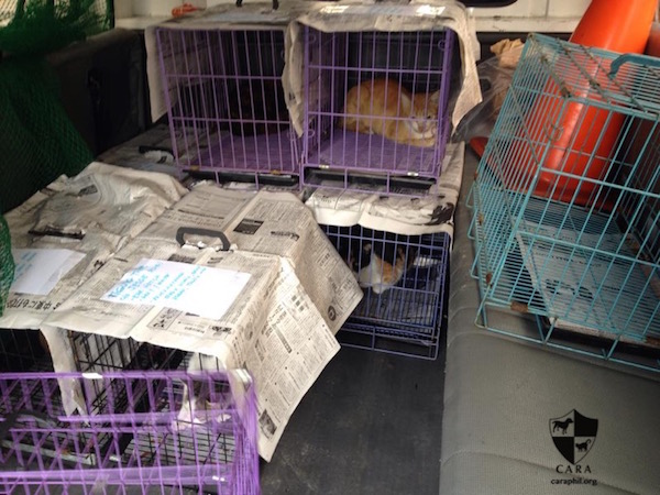 CARA Welfare Philippines - Animal Welfare - Trap Neuter - Taguig - TNR Project in Taguig Community