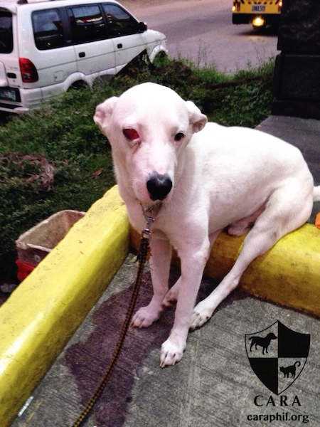 CARA Welfare Philippines - Animal Welfare - dog rescue - Whitey