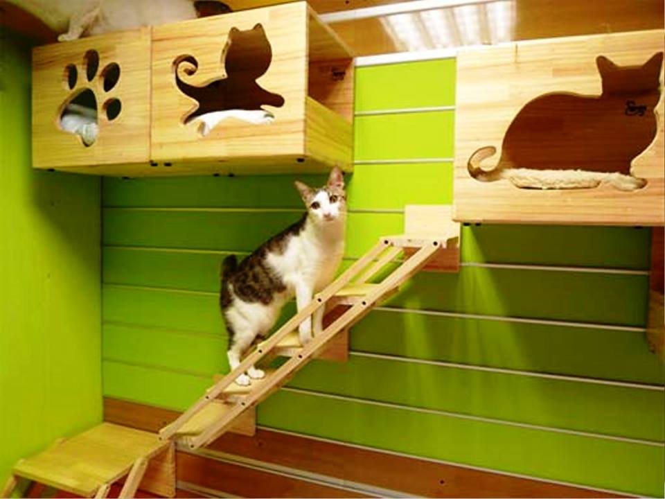 ard Hats for Cats: Help Build the Cattery of our Dreams