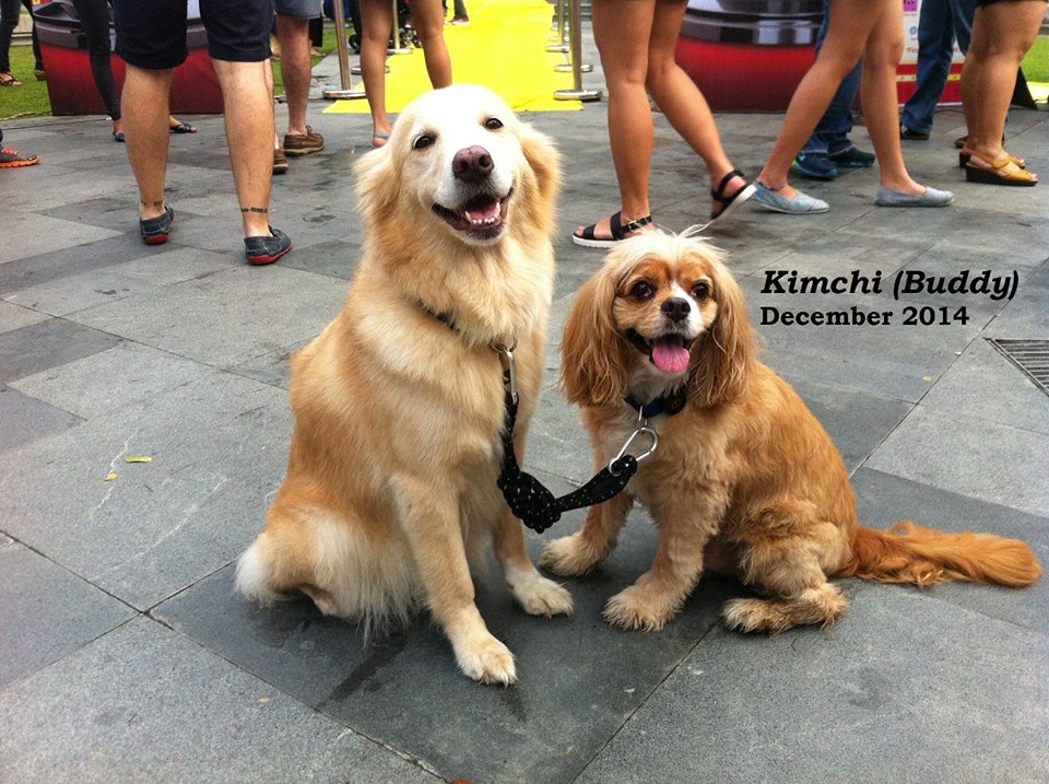 CARA - Animal Welfare in the Philippines - Adopted dog - Buddy Kimchi - Ginger