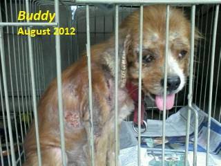 CARA - Animal Welfare in the Philippines - Adopted dog - Buddy Kimchi