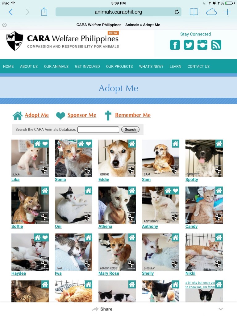 CARA - Animal Welfare in the Philippines - Database Gallery of Dogs and Cats pets for Adoption