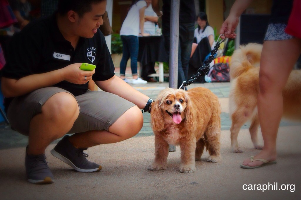 Arf Arf pet event - animal welfare and adoption in the Philippines