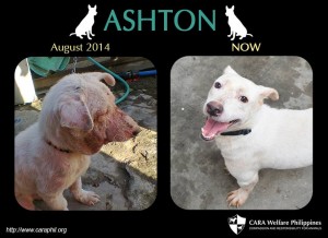 Ashton, CARArescueAdoptables