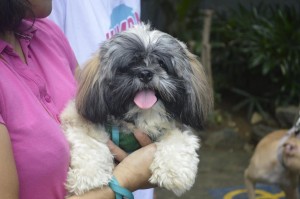 CARA Welfare Philippines - Advocacy Event for Animal Welfare - Pet Ko, Luv Ko - August 30, 2015 - 02