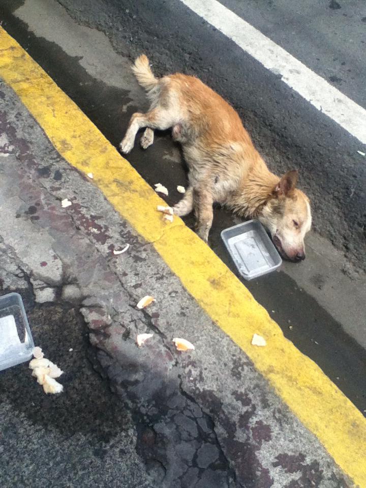 Injured stray dog needs help