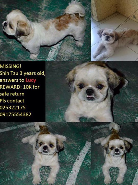 Lost dog shih tzu lucy