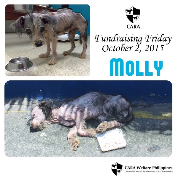 Molly-CARA-rescue-animal