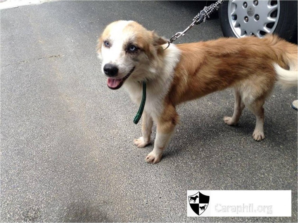 Chok, dog rescued from the pound - animal rescue story 2