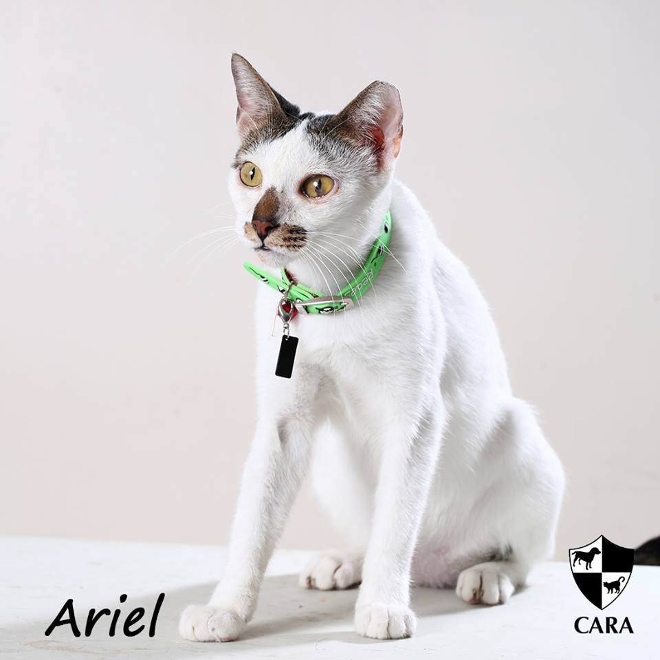 Ariel - CARA rescued cat - pet for adoption - animal welfare in the Philippines