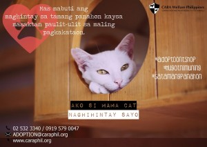 Hugot ni mama cat - CARA Welfate Philippines - how to adopt a pet in the Philippines