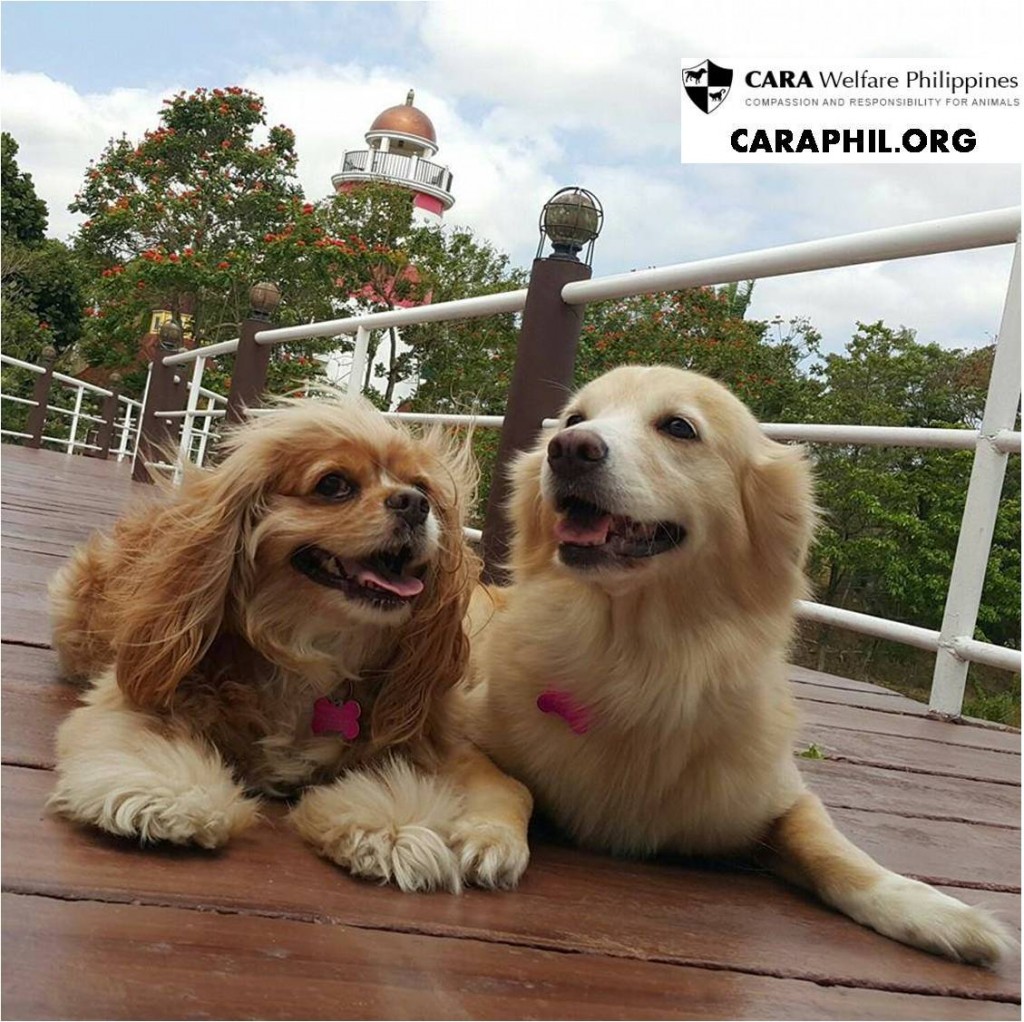 Kimchi with Ginger - CARA rescued dog - animal welfare in the Philippines - pet story