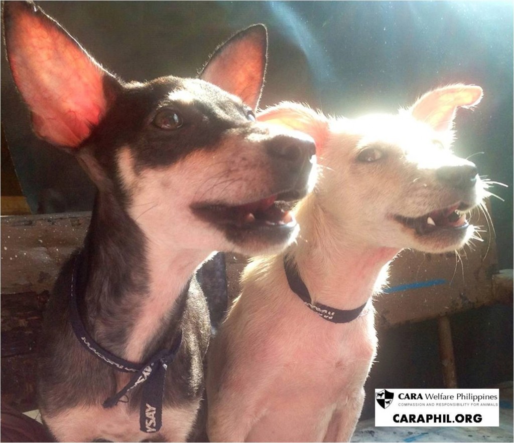 Yin and Yang rescued dogs in the Philippines 2