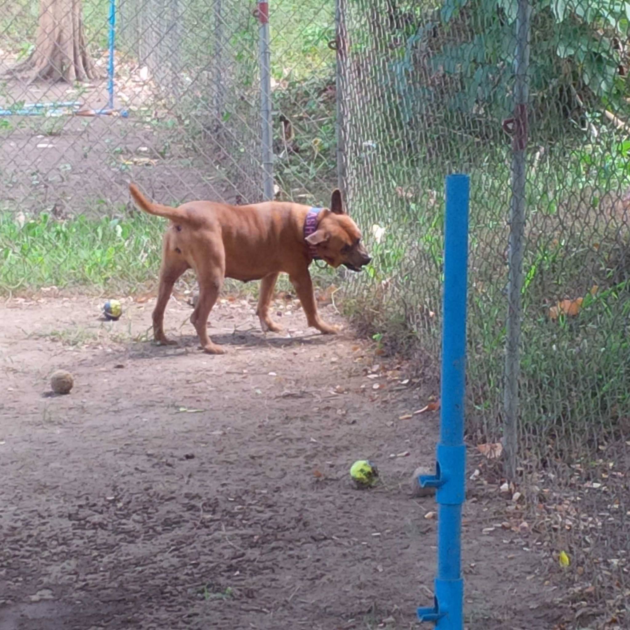 Ashanti takes her time when meeting new friends. (Photo by Melody de Jesus)