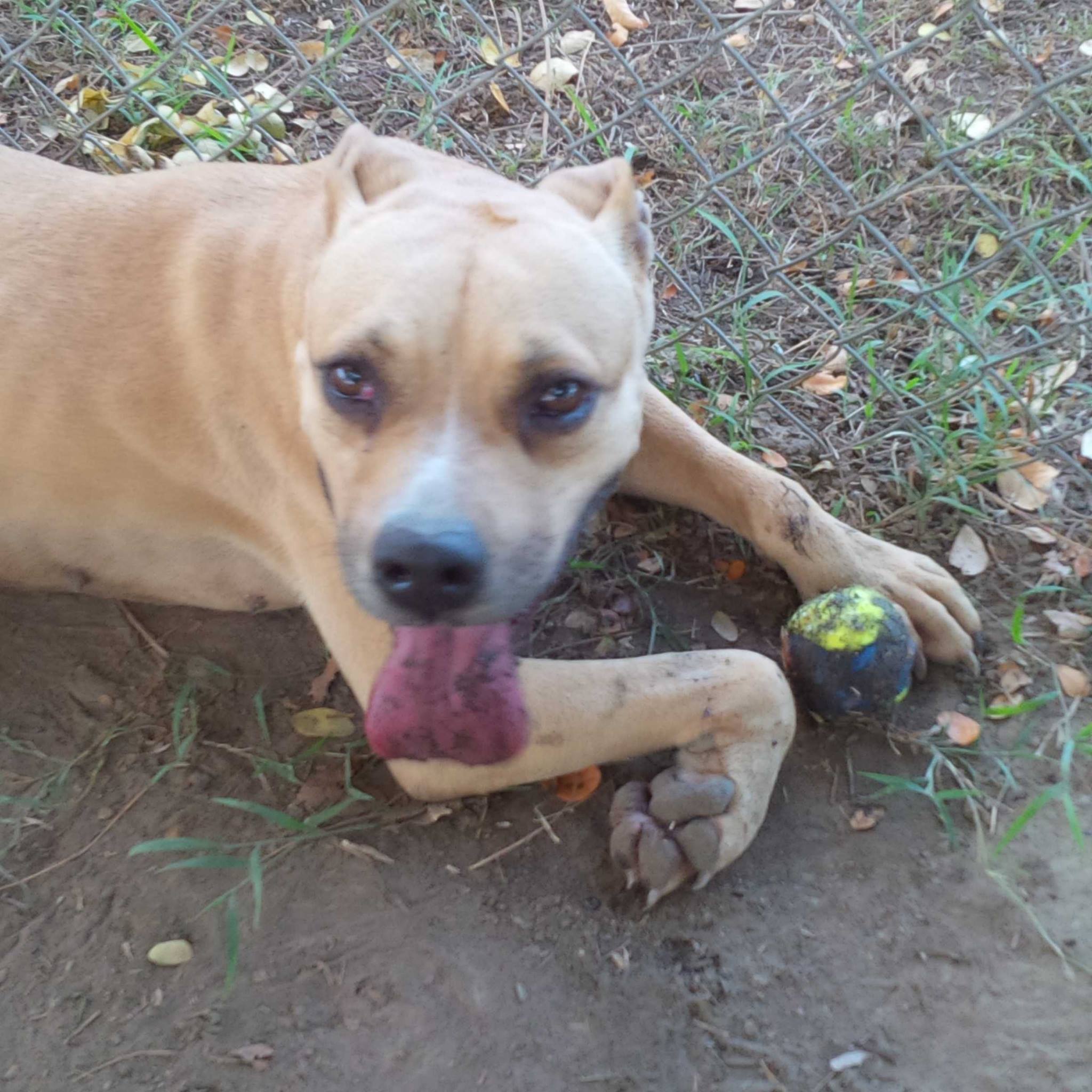 Missy taking a break from play. (Photo by Melody de Jesus)