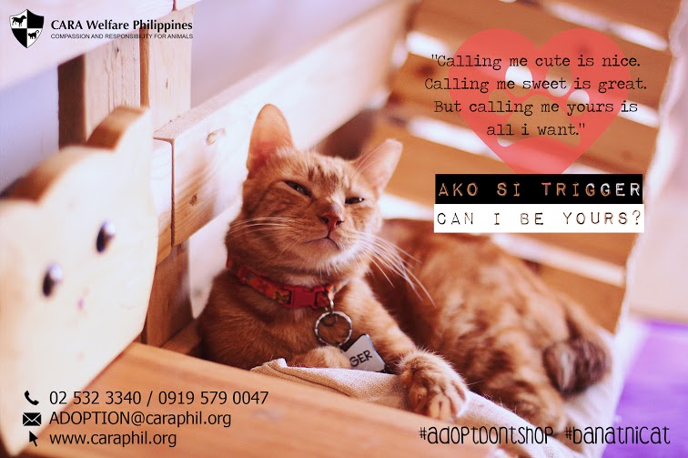 Banat ni trigger - Can I be yours - CARA - animal welfare in the Philippines - how to adopt a pet