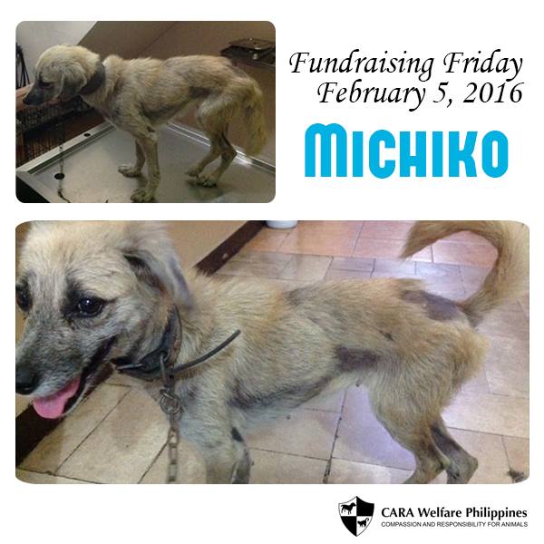 Michiko - rescued dog - CARA Welfare Philippines - animal welfare