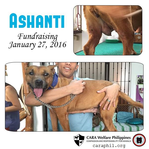 CARA - animal welfare in the Philippines - Ashanti - Fundraising