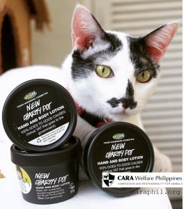 CARA - animal welfare in the Philippines - Charity Pot