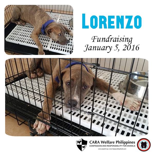 CARA - animal welfare in the Philippines - Lorenzo - Fundraising Friday