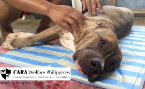 CARA - animal welfare in the Philippines - Lorenzo - fundraising