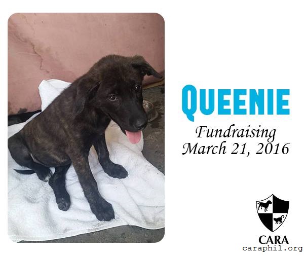 CARA animal welfare in the Philippines - Queenie - Fundraising