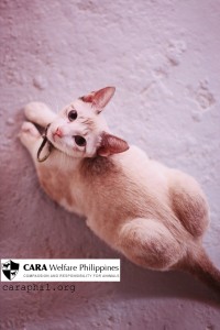 CARA - animal welfare in the Philippines - Sky - Adoption Story