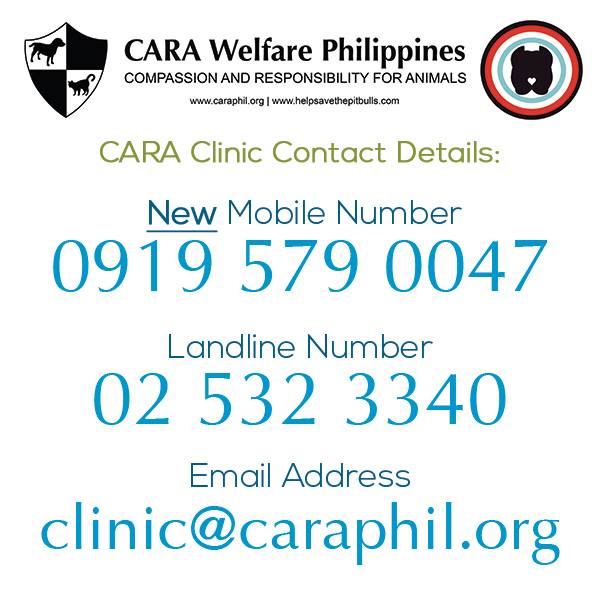 CARA - animal welfare in the Philippines - new contact details