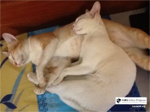 CARA Welfare Philippines – Animal Welfare – Pet stories – maia2