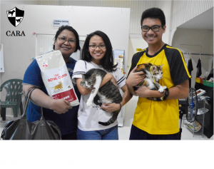 CARA animal welfare philippines - bon and psyche - rescued cats - pet adoption