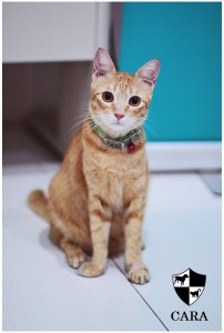 CARA animal welfare philippines - cat for adoption  - candy