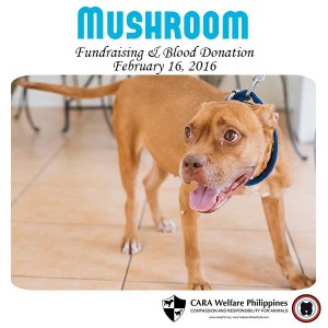 CARA-Dog-Mushroom