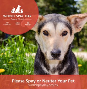 CARA-World-Spay-Day 2016