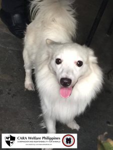 CARA-Male Dog-Lost Dog