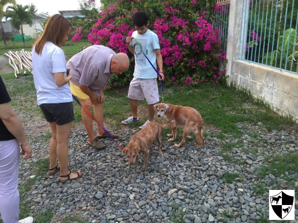 CARA - Animal Welfare in the Philippines - 1Sam and Lala6