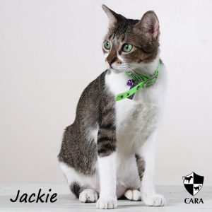 CARA-Jackie-Adoptable for the Week