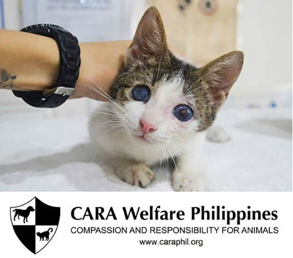 cara-animal-welfare-in-the-philippines-tutu-foradoption