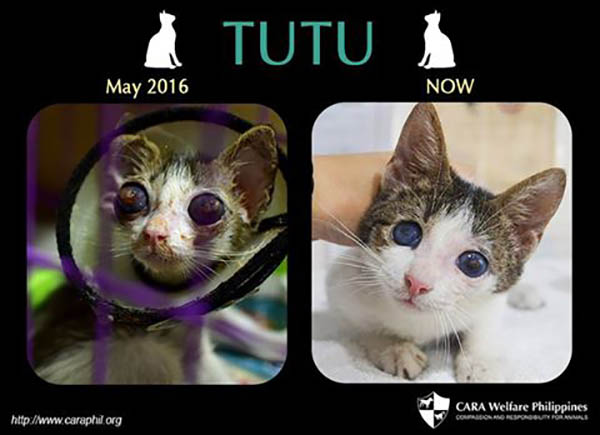 cara-animal-welfare-in-the-philippines-tutu