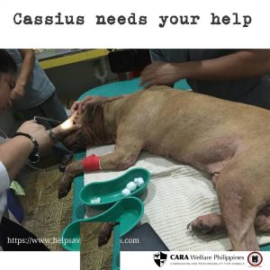 LagunaPitbullProject_CassiusFundraising