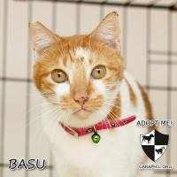 basu