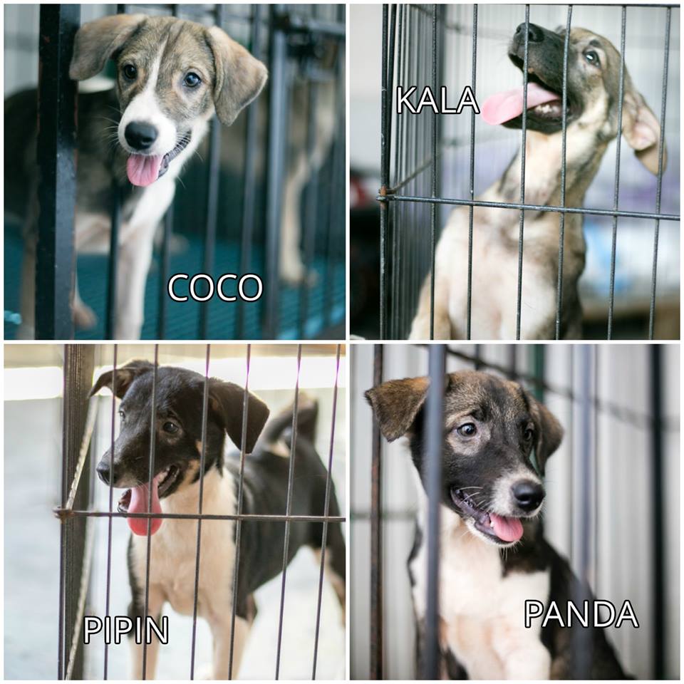 october-2016-featured-caradogs-coco-nut-kala-mansi-pipin-o-panda-n-adoptdontshopt-carawelfarephilippines