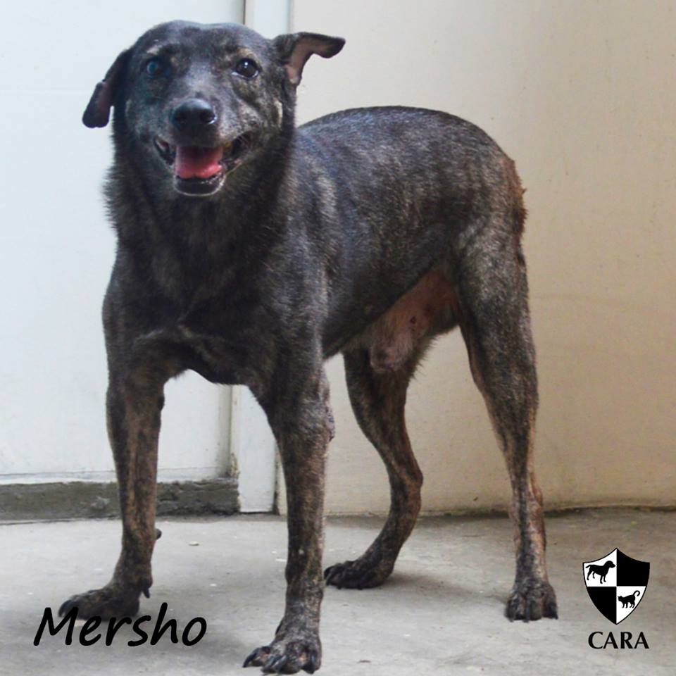 December-2016-CARA-Dog-Adoptable-Mersho-adopt-dont-shop