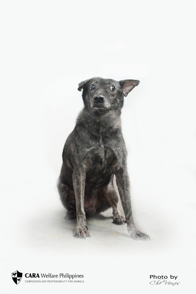 December-2016-CARA-Dog-pet-Adoptable-Mersho-adopt-dont-shop