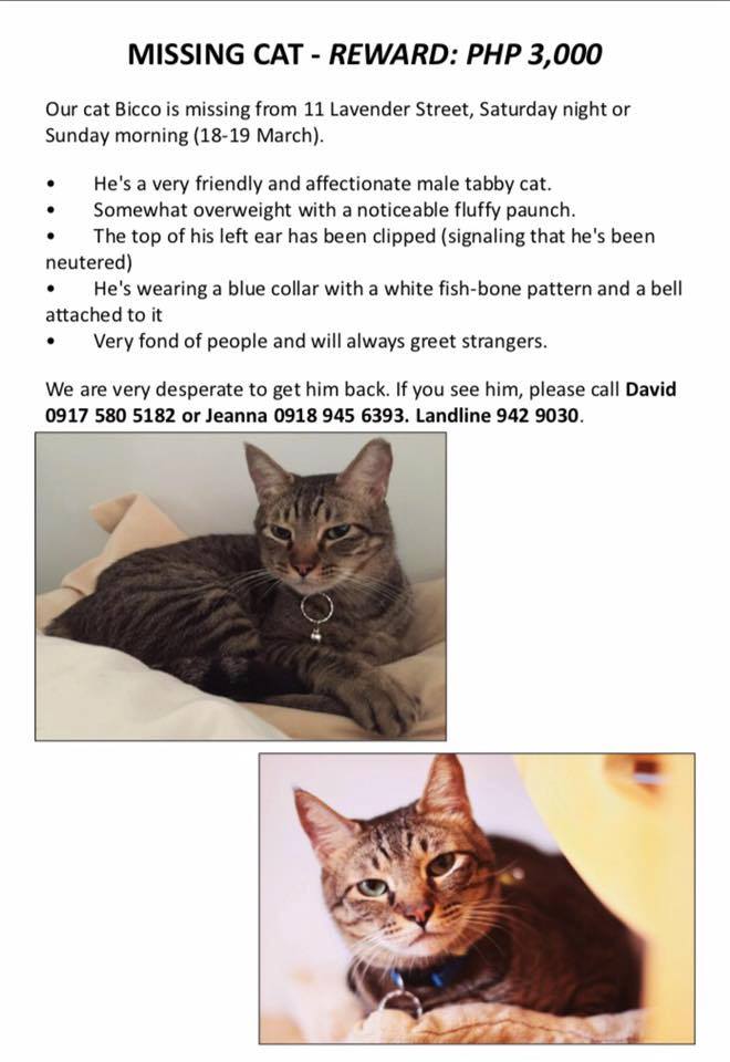 2017-March-Lost Cat-Bocci