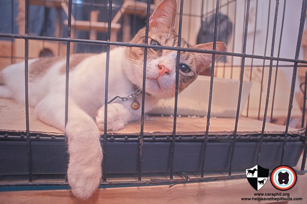 Sept-2017-Cat-Kitten-Adoption-CatCafeManila