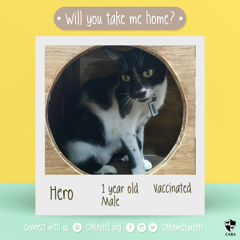 October 2017 - CARA Cat Hero-Featured Adoptable- CARA Welfare Philippines - AdoptDontShop