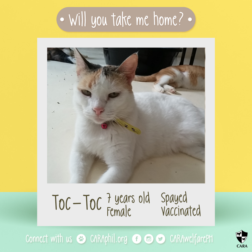 October 2017 - CARA Cat-Toc Toc-Featured Adoptable- CARA Welfare Philippines - AdoptDontShop