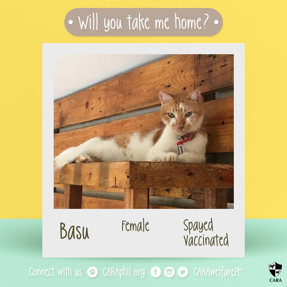 December 2017 - CARA Basu- CARA Welfare Philippines - AdoptDontShop